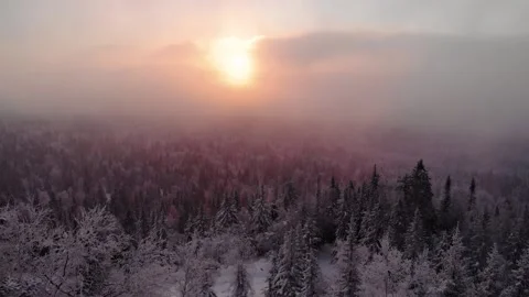 Aerial Top Down Flyover Shot of Winter Spruce and Pine Forest. Trees Covered Video stock 149753872