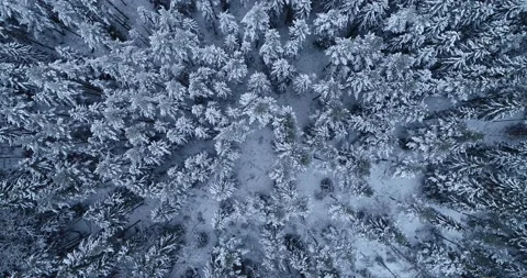 Aerial Top Down Flyover of Winter Spruce and Pine Forest. Stock Footage 147040675