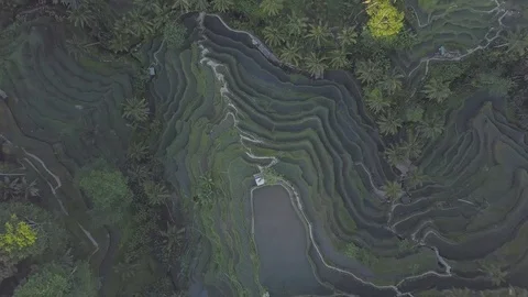 Aerial top down footage camera zoom out from the curvy rice terraces Stock Footage 100278681