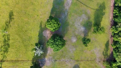Aerial top down of forest and pond running trail in suburban Baldwin Jackso.. Vidéo 319338828