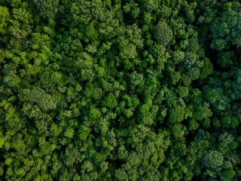Aerial top down of forest at Chapada dos Guimares National Park during summ.. Stock Photos