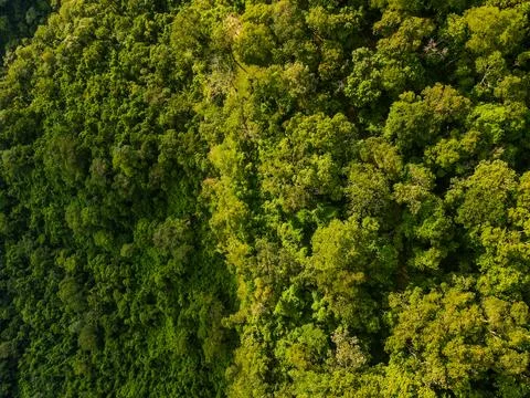 Aerial top down of forest at Chapada dos Guimares National Park during summ.. Stock Photos