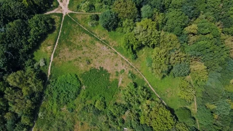Aerial top down forest view in Grunewald Berlin Stock Footage 249104523