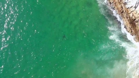 Aerial top down of great white shark gracefully swimming past cliff with Stock Footage 111428392
