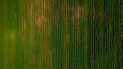 Aerial top down of green abstract fields near rural village of Thyrow Trebb.. 스톡 동영상 249531394