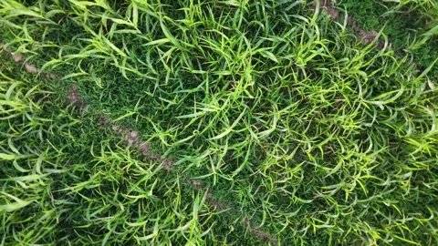 Aerial top down of green crop field texture in rural Gujarat India 動画素材 336278063