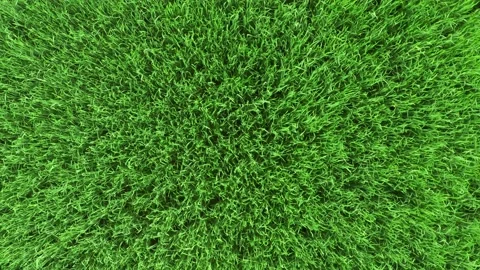 Aerial top down green grass in meadow. Corn plants field, agricultural industry Stock Footage 132445353