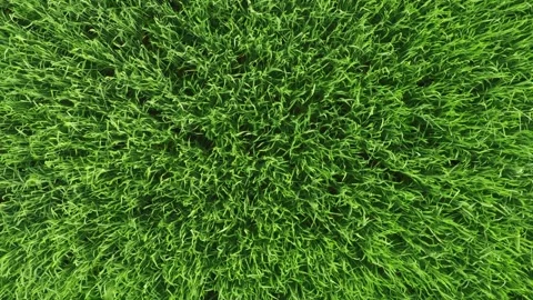 Aerial top down green grass texture in meadow. Harvest organic cultivate Stock Footage 132445528