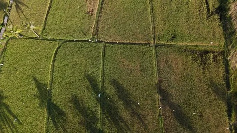 Aerial Top Down Green Rice Paddy Fields With Palm Tree Shadows Stock Footage 340435401