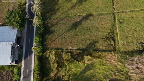 Aerial Top Down Green Rice Paddy Fields With Palm Tree Shadows Stock Footage 340435407