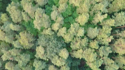 Aerial top down landscape of trees in Grunewald forest during summer in Berli Vídeo Stock 243832831