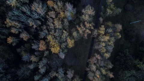 Aerial top down landscape of trees in Schoenberger Suedgelande park with Fa.. 動画素材 243849410