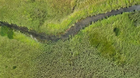 Aerial top down landscape view of Danube Delta flora with a narrow river Video stock 283935205