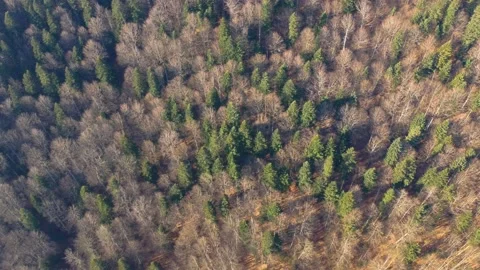 Aerial top down from left to right view of pine and beech tree forest Video stock 234808904