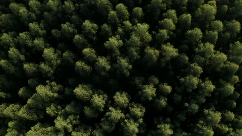 Aerial Top Down of Lush Pine Forest. Sunset Golden Light Touching Tree Stock Footage