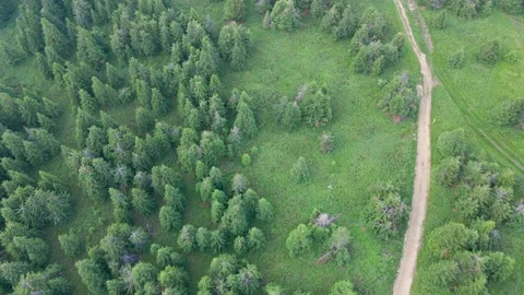 Aerial Top Down Of Lush Pine Forest. Sunset Golden Light Touching Tree Video stock 168969382