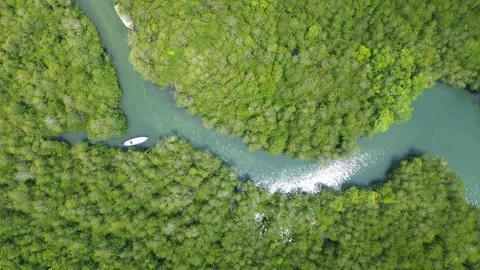 Aerial top down mangrove forest with winding tidal channel and anchored boats Stock Footage 334635799