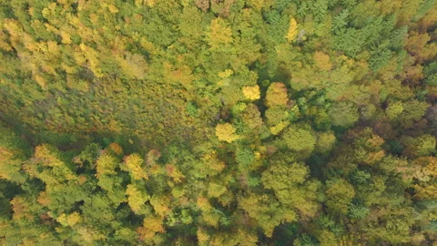 AERIAL TOP DOWN: Mixed hilly forest with second growth woodland in autumn colors Stock Footage 343798190
