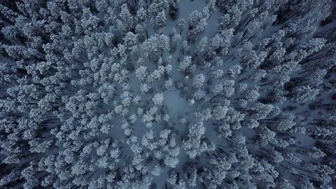 Aerial top down moving above cold snowy winter forest of evergreen trees Stock Footage 72790522