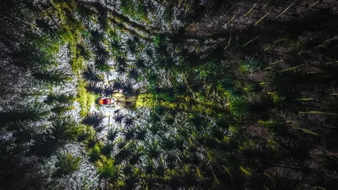 Aerial Top-Down Night Time-Lapse of Forest Harvesting Machine Working in Latvia Stock Footage 333032510