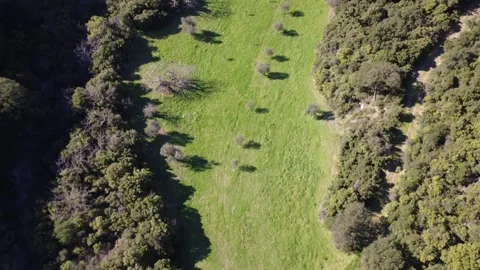 Aerial top down of olive trees planted in remote mountain pasture Video stock 337458658