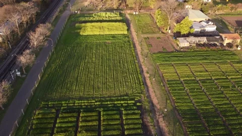 Aerial top-down orbiting over vegetable plot in farm at sunset, Buenos Vídeos de archivo 223376694