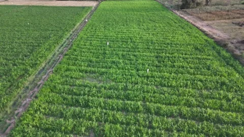 Aerial top down over green crop field rows in rural Gujarat India 動画素材 336277990