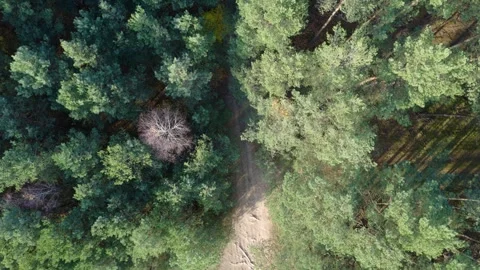Aerial top down over pine forest near Nowy Lubiel, Poland Stock Footage 327017427