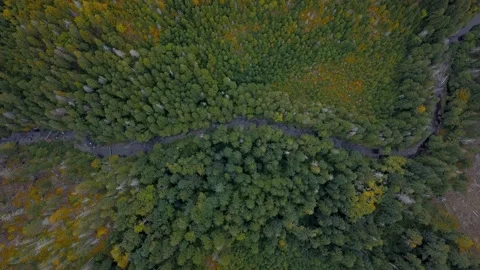 Aerial top down overhead view of a creek flowing through the forest. Stock-Footage 186904838