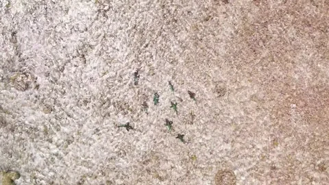 Aerial top down overview of parrotfish school swimming in shimmering water Video stock 266913591