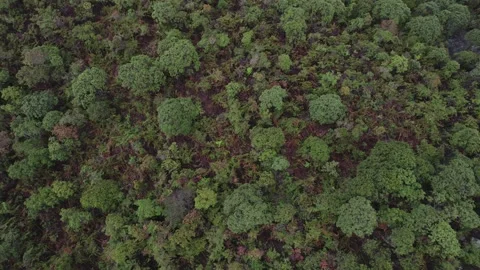 Aerial top down panning view in tropical jungle green rainforest in Minas Gerais Stock Footage 228864913