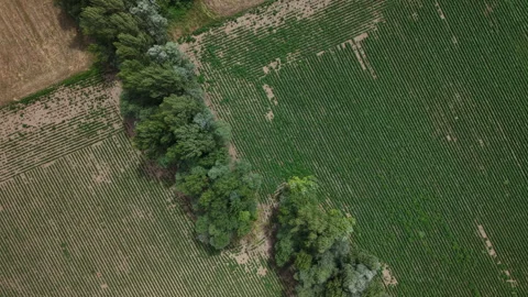 An aerial top-down perspective showing a line of trees cutting through a Stock Footage 339807657