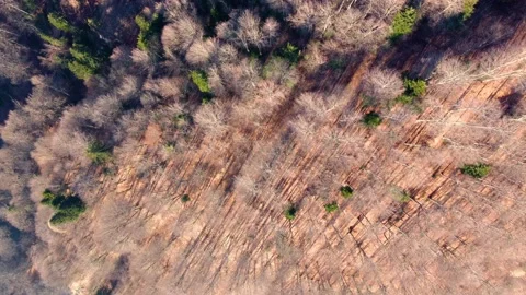 Aerial top down of pine and beech forest in early spring season Stock Footage 234808883