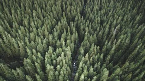 Aerial top down pine forest at mountain river. Nobody nature landscape at autumn 写真素材