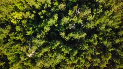 Aerial top down Pine Trees. Stock Footage 142414041