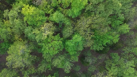 Aerial top down pull back over spring forest canopy Stock Footage 332744505