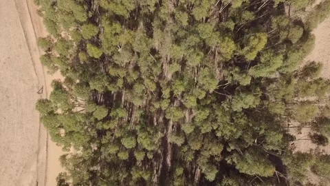 Aerial Top-Down Pull-Out Drone Shot of Trees, South Africa Stockbeeldmateriaal 157322670