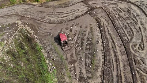 Aerial top down of red tractor plowing flooded field with birds. Stock Footage 340515148