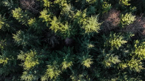Aerial Top-Down Rising View Over Evergreen Forest Canopy Looking Straight Down 스톡 동영상 336034143