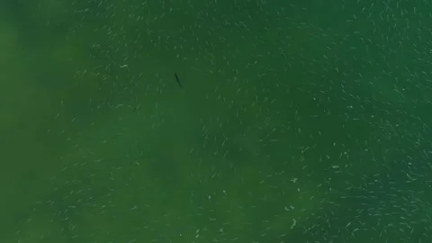 Aerial Top Down Of A Rooster Fish Chasing Mullet In Cabo San Lucas, Mexico Video stock 341482654
