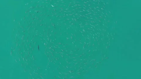 Aerial top down of rooster fish hunting a school of mullet in Cabo San Lucas Video stock 341482973
