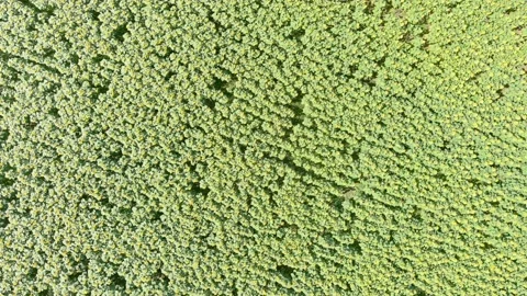 Aerial top-down rotating view of sunflower field in summer afternoon, Czechia Vídeos de archivo 237623072