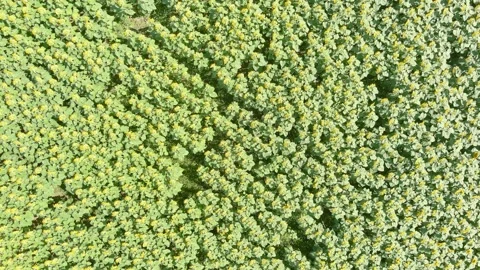 Aerial top-down rotating view of sunflower field in summer afternoon, Czechia Stock Footage 243940259