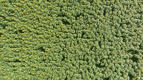 Aerial top-down rotating view of sunflower field in summer afternoon, Czechia 스톡 동영상 249629094