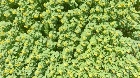 Aerial top-down rotating view of sunflower field in summer afternoon, Czechia Video stock 251769608