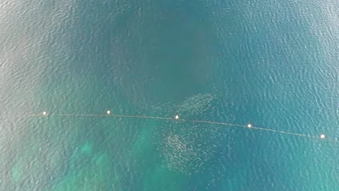 Aerial Top Down of Sardines Along Sanctuary Line, Siquijor Philippines 4K Drone 库存影片 336900775