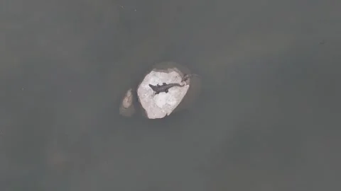 Aerial Top Down Shot of Crocodiles in River near Komari Vídeo Stock 345985926