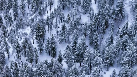 Aerial top-down shot displaying a serene view of snow-laden trees, forming Stock Footage 304948527
