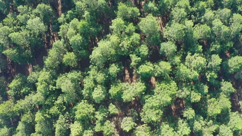 Aerial top down shot, flying over a forest of trees. UHD25p Stock Footage 246474987