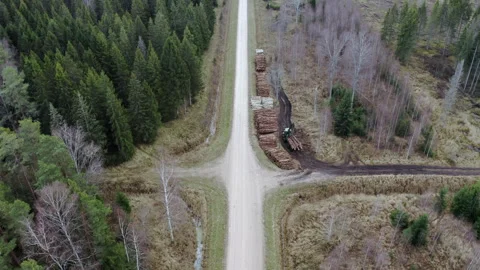 Aerial top down shot. Forest cutting area. Lumberjack working in a forest. Video stock 241145598